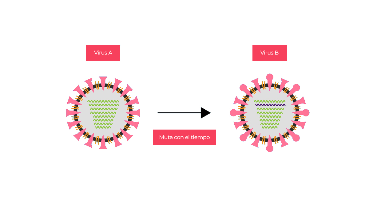 Qué es la mutación viral cómo mutan los virus y en qué afecta a las